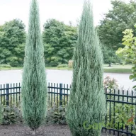   Kék oszlopos oregoni boróka 'Juniperus scopulorum 'Blue Arrow'