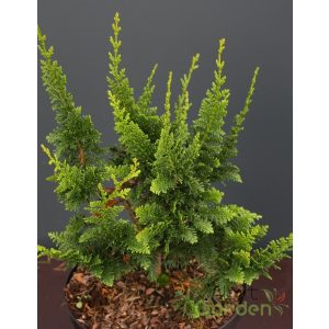 Teddy Bear hinoki hamisciprus / Chamaecyparis obtusa 'Teddy Bear' 10/20 K2