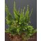 Teddy Bear hinoki hamisciprus / Chamaecyparis obtusa 'Teddy Bear' 10/20 K2
