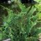 Teddy Bear Hinoki Hamisciprus 'Chamaecyparis Obtusa Teddy Bear'