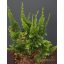 Teddy Bear hinoki hamisciprus / Chamaecyparis obtusa 'Teddy Bear' 10/20 K2