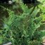 Teddy Bear Hinoki Hamisciprus 'Chamaecyparis Obtusa Teddy Bear'