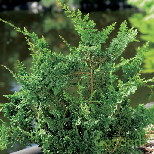 Teddy Bear hinoki hamisciprus / Chamaecyparis obtusa 'Teddy Bear' 10/20 K2