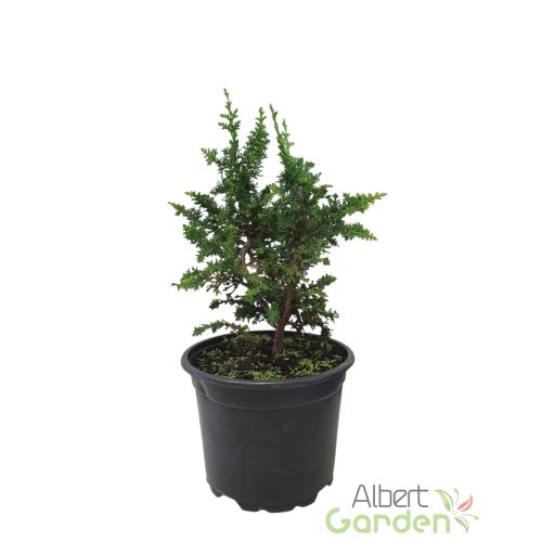 Teddy Bear Hinoki Hamisciprus 'Chamaecyparis Obtusa Teddy Bear'