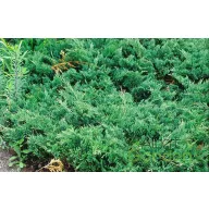   Kékderes terülő boróka / Juniperus horizontalis 'Douglasii' 30/40 K2