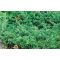 Kékderes terülő boróka / Juniperus horizontalis 'Douglasii' 30/40 K2