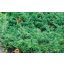 Kékderes terülő boróka / Juniperus horizontalis 'Douglasii' 30/40 K2