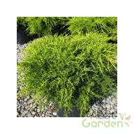   Óarany terülő boróka / Juniperus media 'Old Gold' 20/30 K2