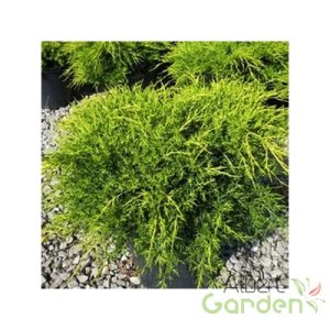 Óarany terülő boróka / Juniperus media 'Old Gold' 20/30 K2