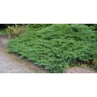   Nehézszagú boróka / Juniperus sabina ‘Tamariscifolia’ 30/40 K2