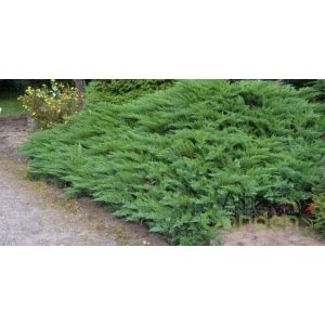 Nehézszagú boróka / Juniperus sabina ‘Tamariscifolia’ 30/40 K2