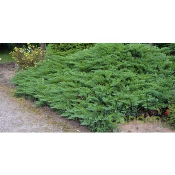 Nehézszagú boróka / Juniperus sabina ‘Tamariscifolia’ 30/40 K2
