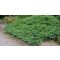 Nehézszagú boróka / Juniperus sabina ‘Tamariscifolia’ 30/40 K2