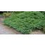 Nehézszagú boróka / Juniperus sabina ‘Tamariscifolia’ 30/40 K2
