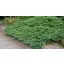 Nehézszagú boróka / Juniperus sabina ‘Tamariscifolia’ 30/40 K2