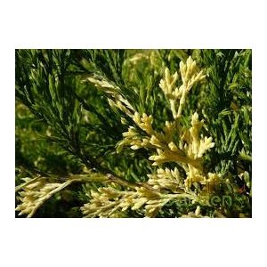 Tarka nehézszagú boróka / Juniperus sabina variegata 20/30 K2