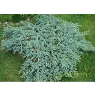   Kék kúszó boróka / Juniperus squamata 'Blue Carpet' 30/40 K2