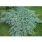 Kék kúszó boróka / Juniperus squamata 'Blue Carpet' 30/40 K2