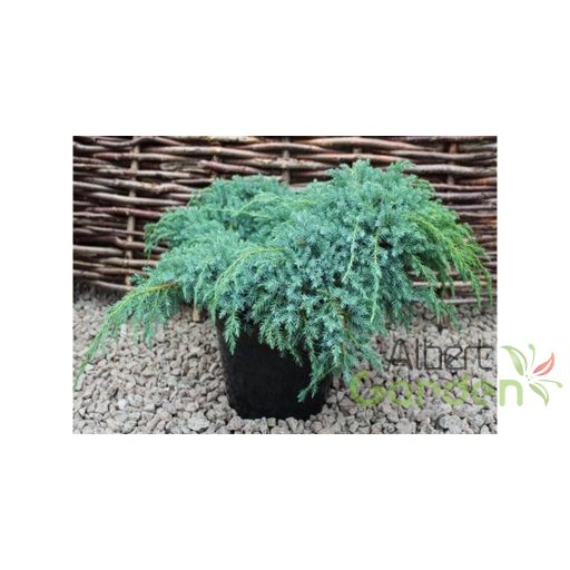 Kék kúszó boróka / Juniperus squamata 'Blue Carpet' 30/40 K2