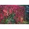 Kacsos vadszőlő / Parthenocissus quinquefolia 60/80