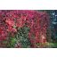 Kacsos vadszőlő / Parthenocissus quinquefolia 60/80