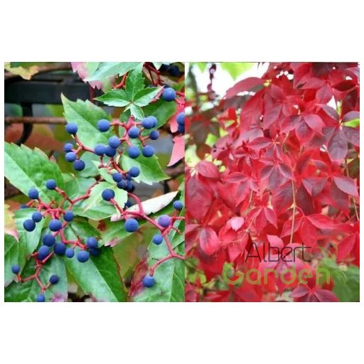 Kacsos vadszőlő / Parthenocissus quinquefolia 60/80