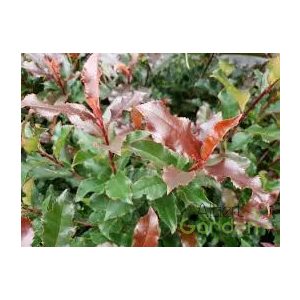 Korallberkenye / Photinia fraseri 'Vulcan' 40/60 K2