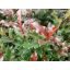 Korallberkenye / Photinia fraseri 'Vulcan' 40/60 K2