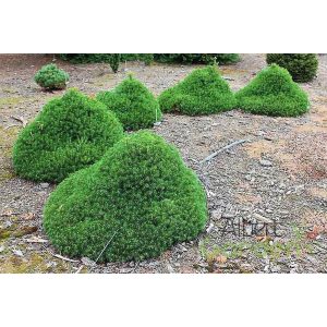 Törpe gömb lucfenyő / Picea abies Tompa 10/15