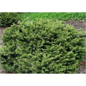 Törpe Luc / Picea abies Pumila Nigra 10/20 K2