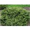 Törpe Luc / Picea abies Pumila Nigra 10/20 K2