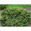 Törpe Luc / Picea abies Pumila Nigra 10/20 K2