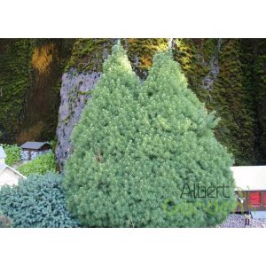Cukorsüvegfenyő / Picea glauca Conica 40/50 K2