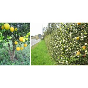 Vadcitrom / Poncirus trifoliata 30/40 K2