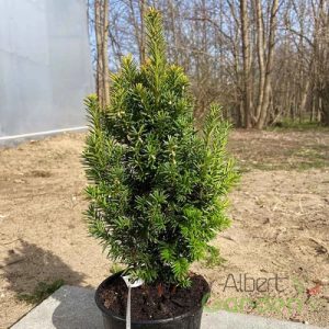 Tiszafa / Taxus baccata 'Aranysüveg'