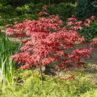   Vöröslevelű Japán juhar 'Acer palmatum Atropurpureum' 40/60 K2