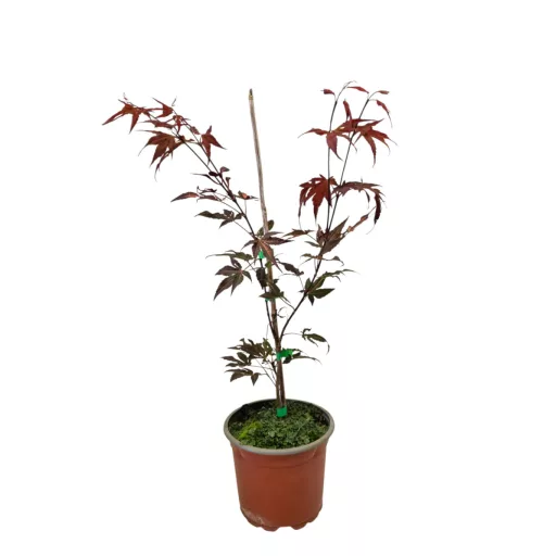 Vöröslevelű Japán juhar 'Acer palmatum Atropurpureum' 40/60 K2