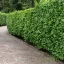 Babérmeggy / Prunus laurocerasus "Novita " (20-30 cm)