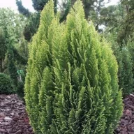   Oregoni hamisciprus 'Chamaecyparis lawsoniana 'Ellwood's Empire' 30/40 K2