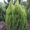 Oregoni hamisciprus 'Chamaecyparis lawsoniana 'Ellwood's Empire' 30/40 K2
