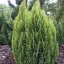 Oregoni hamisciprus 'Chamaecyparis lawsoniana 'Ellwood's Empire' 30/40 K2
