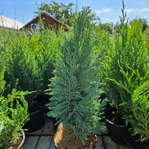 Oregoni hamisciprus 'Chamaecyparis lawsoniana 'Ellwood's Empire' 30/40 K2