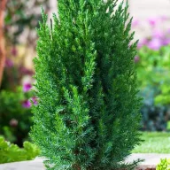   Kínai boróka 'Juniperus chinensis 'Stricta' 30/40 K2
