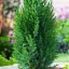 Kínai boróka 'Juniperus chinensis 'Stricta' 30/40 K2
