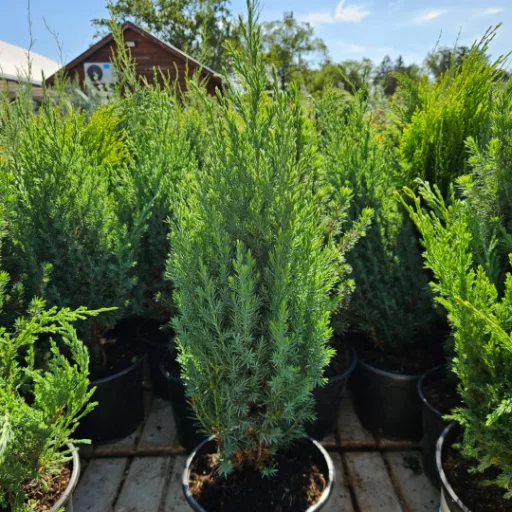 Kínai boróka 'Juniperus chinensis 'Stricta' 30/40 K2