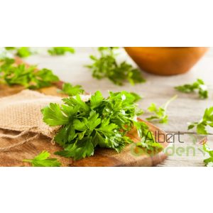 Petrezselyem