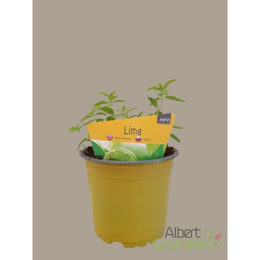 Lime