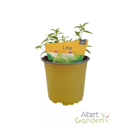 Lime cserepes fűszernövény