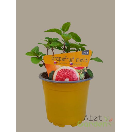Grapefruit menta