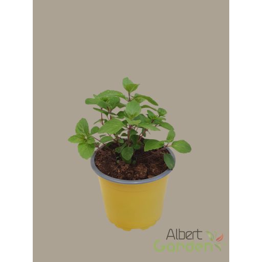 Grapefruit menta